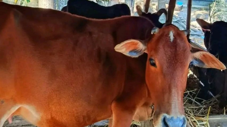 বাউফলের কালিশুরীতে ২ লক্ষ টাকা মূল্যের তিনটি গরু চুরি