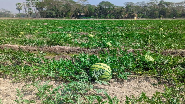 পটুয়াখালী থেকে বিক্রি হবে ২০০ কোটি টাকার তরমুজ