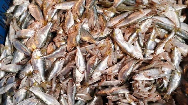 দশমিনায় তেঁতুলিয়া ও বুড়ো গৌরাঙ্গ নদীতে ‘চাপিলা’র নামে ইলিশ 