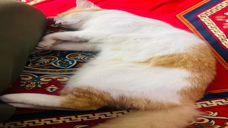 গোপালগঞ্জে পোষা বিড়াল ‘নিডো’র সন্ধান চেয়ে স্কুলছাত্রীর আকুতি