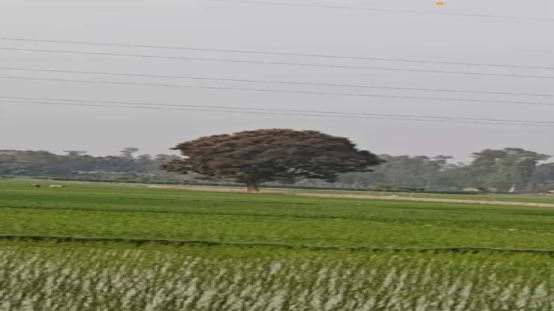 ঘড়িয়ালডাঙ্গা ইউনিয়নের  পুটিকাটা আমেরতল এখন মাদকের স্বর্গরাজ্