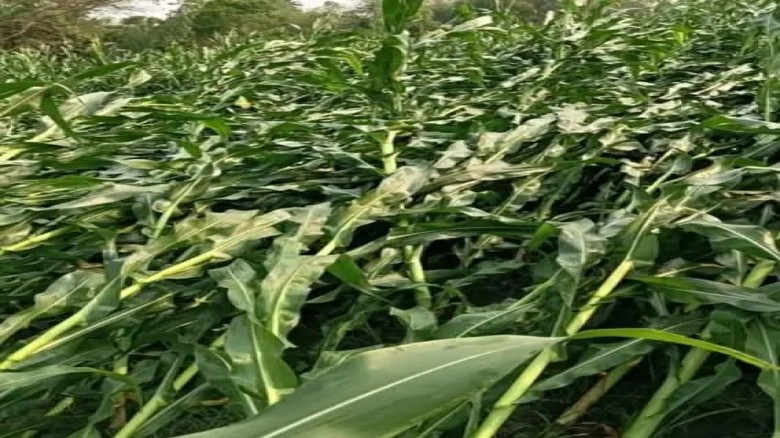 পঞ্চগড়ে হঠাৎ ঝড় ও শিলাবৃষ্টিতে বিপর্যস্ত কৃষি খাত