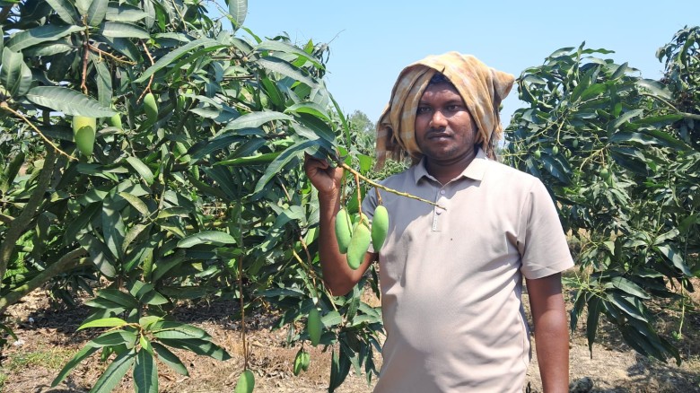 চাঁপাইনবাবগঞ্জের ‘ব্যানানা ম্যাঙ্গো’ বছরে দুবার ফলন ও রপ্তান