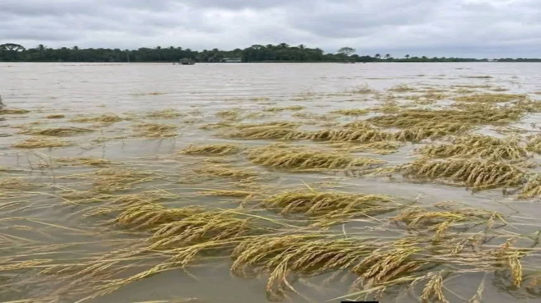 টানা ভারী বর্ষণে কিশোরগঞ্জের হাওরে তলিয়ে যাচ্ছে সোনালী ধান,ব